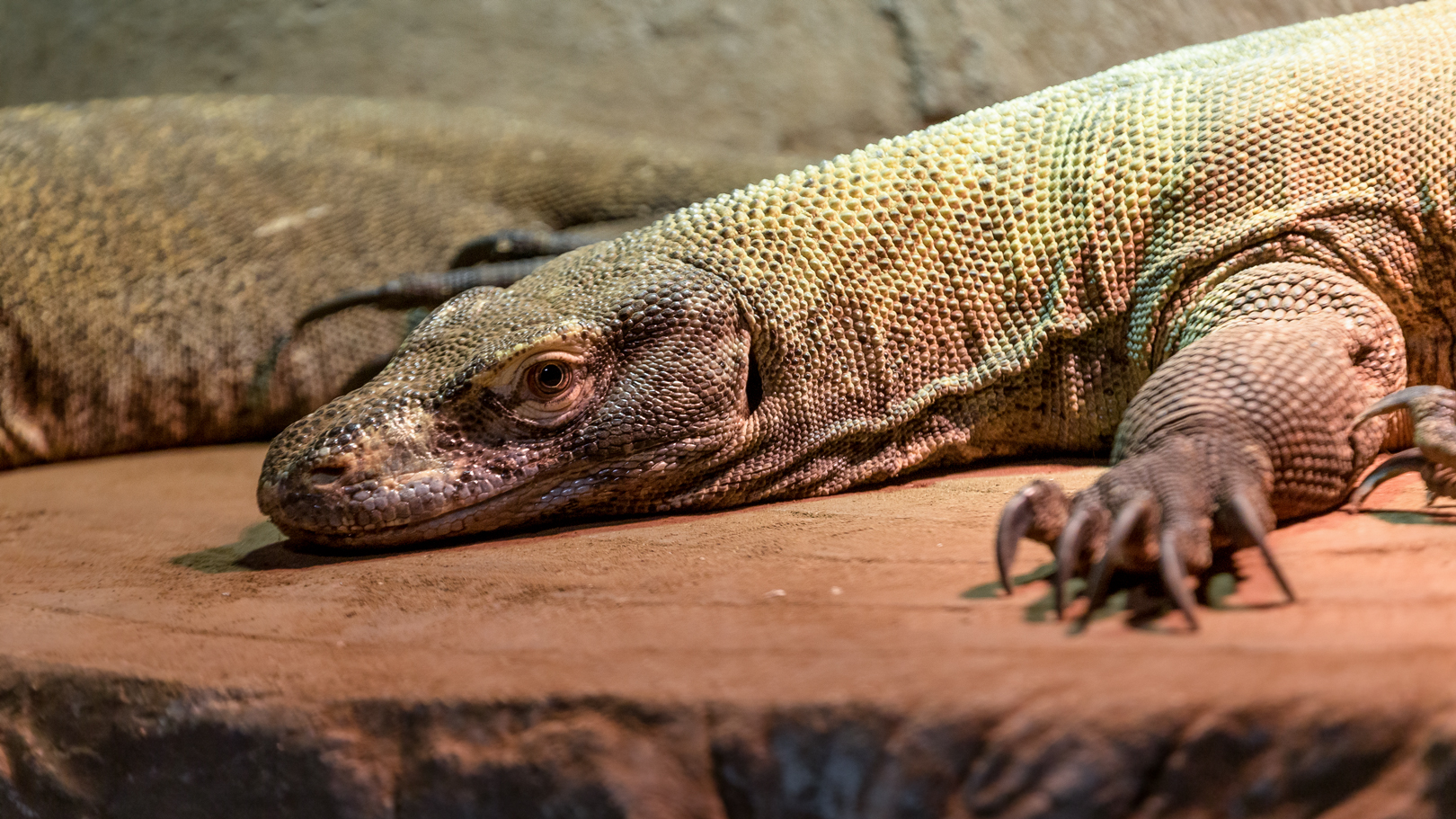 Komodo dragon