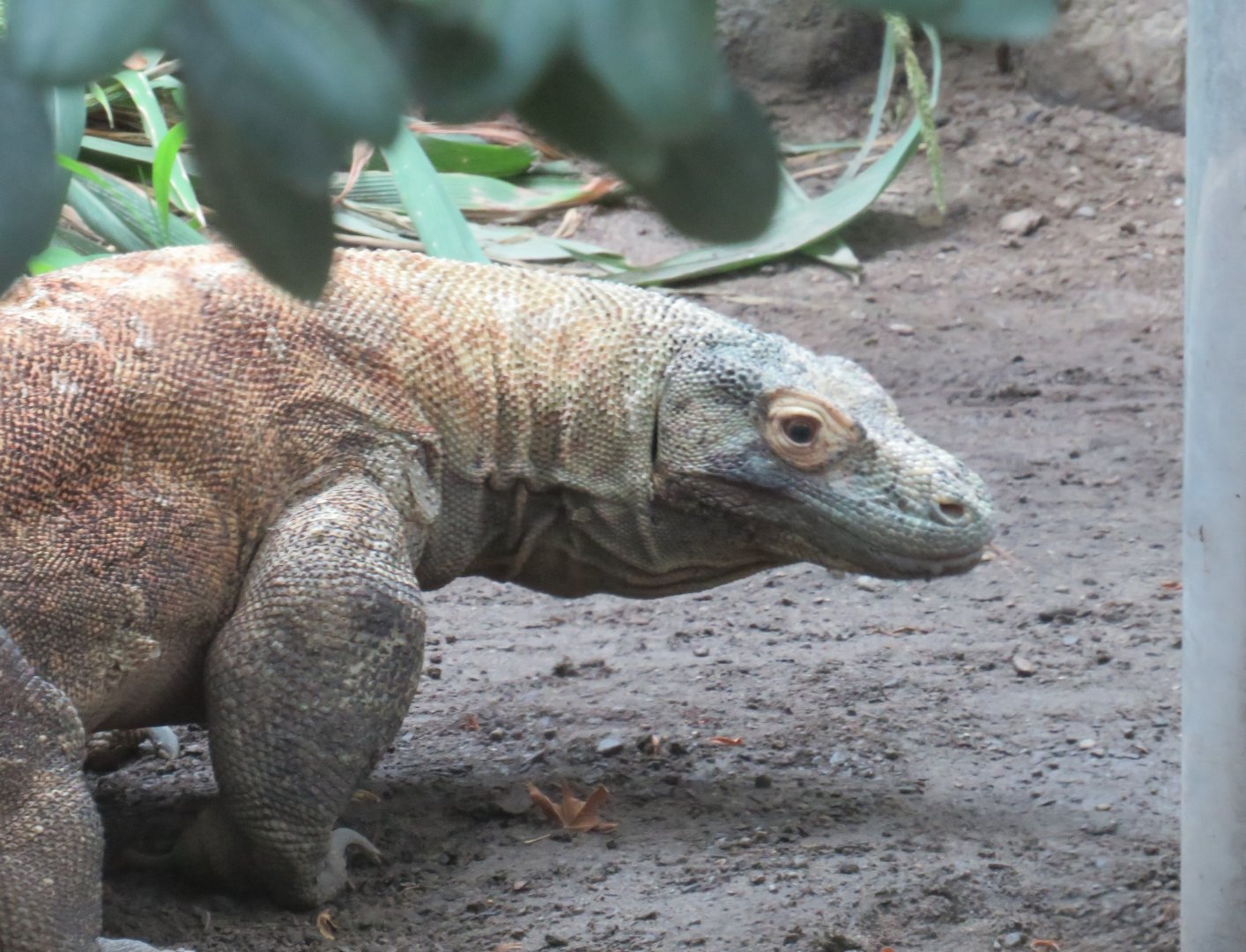 Komodo dragon