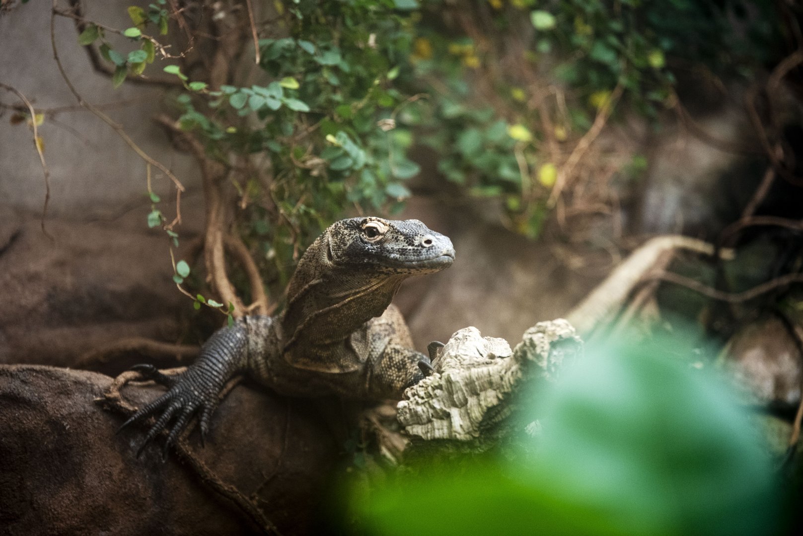 Komodo Dragon