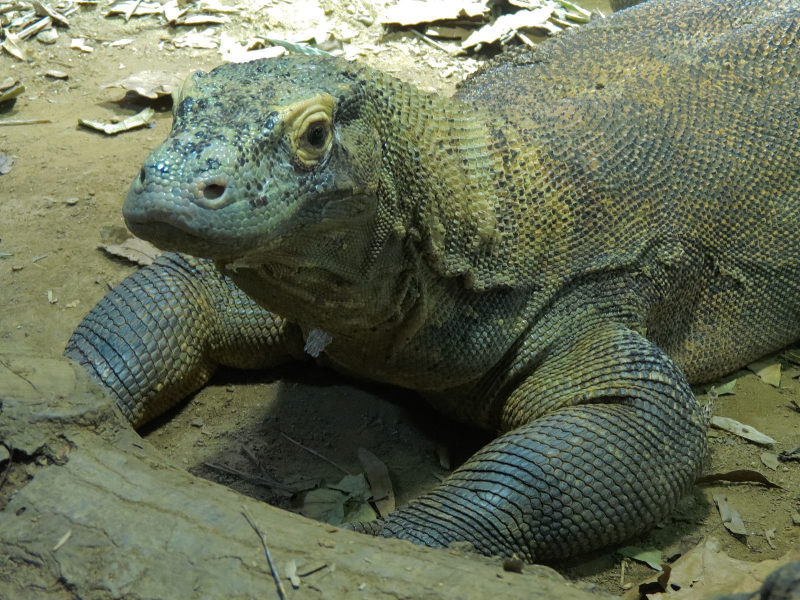 Komodo Dragon