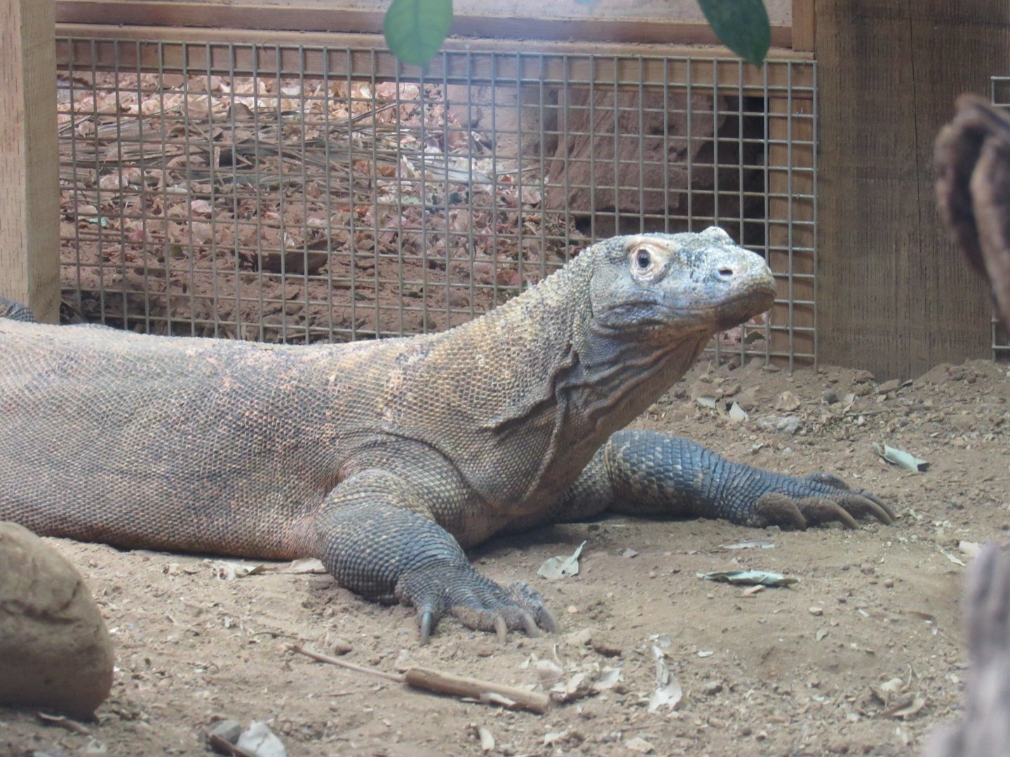 Komodo Dragon