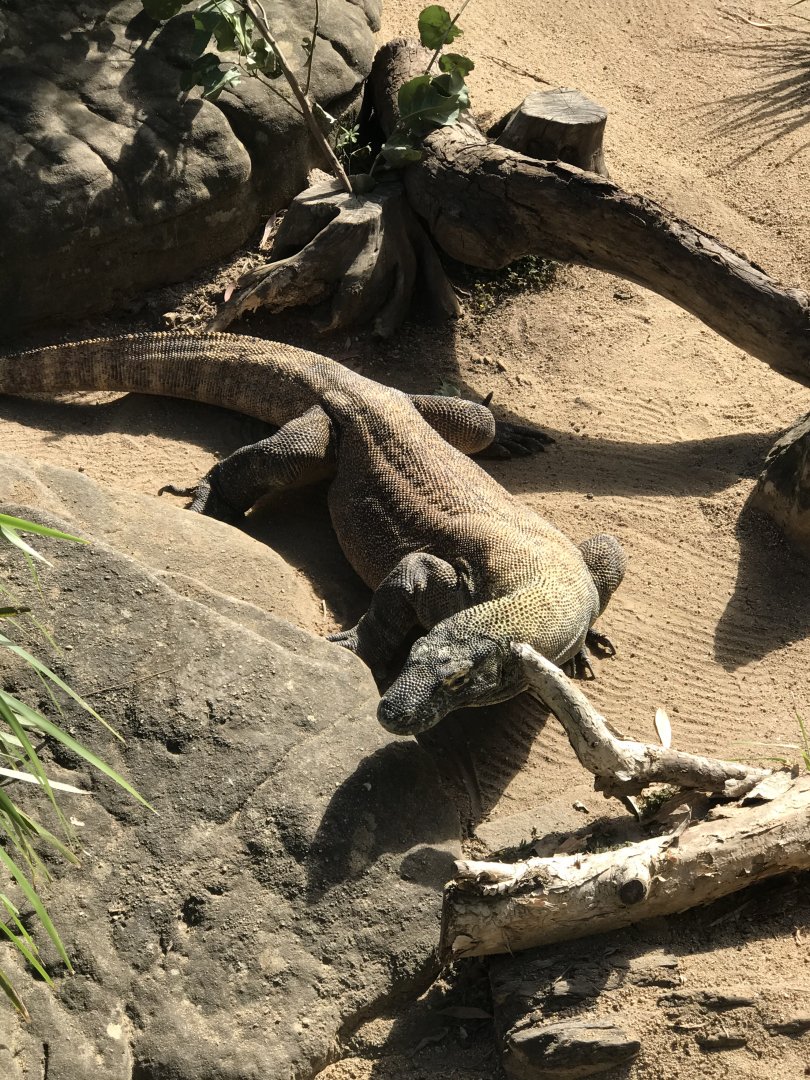 Komodo Dragon
