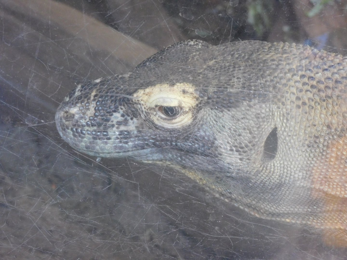 Komodo dragon