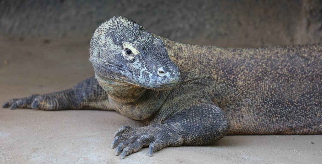 Komodo Dragon