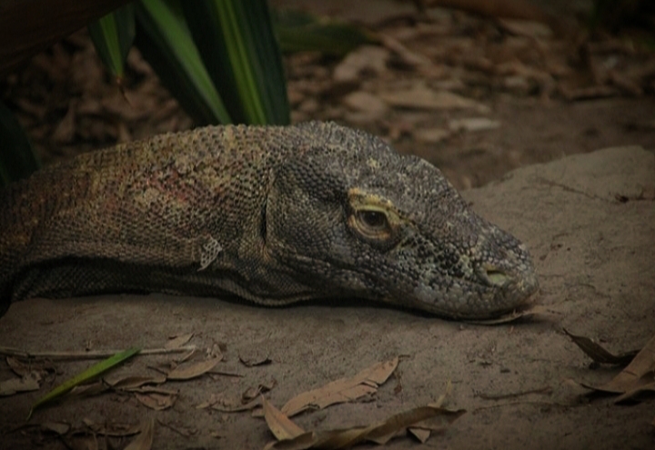 Komodo Dragon