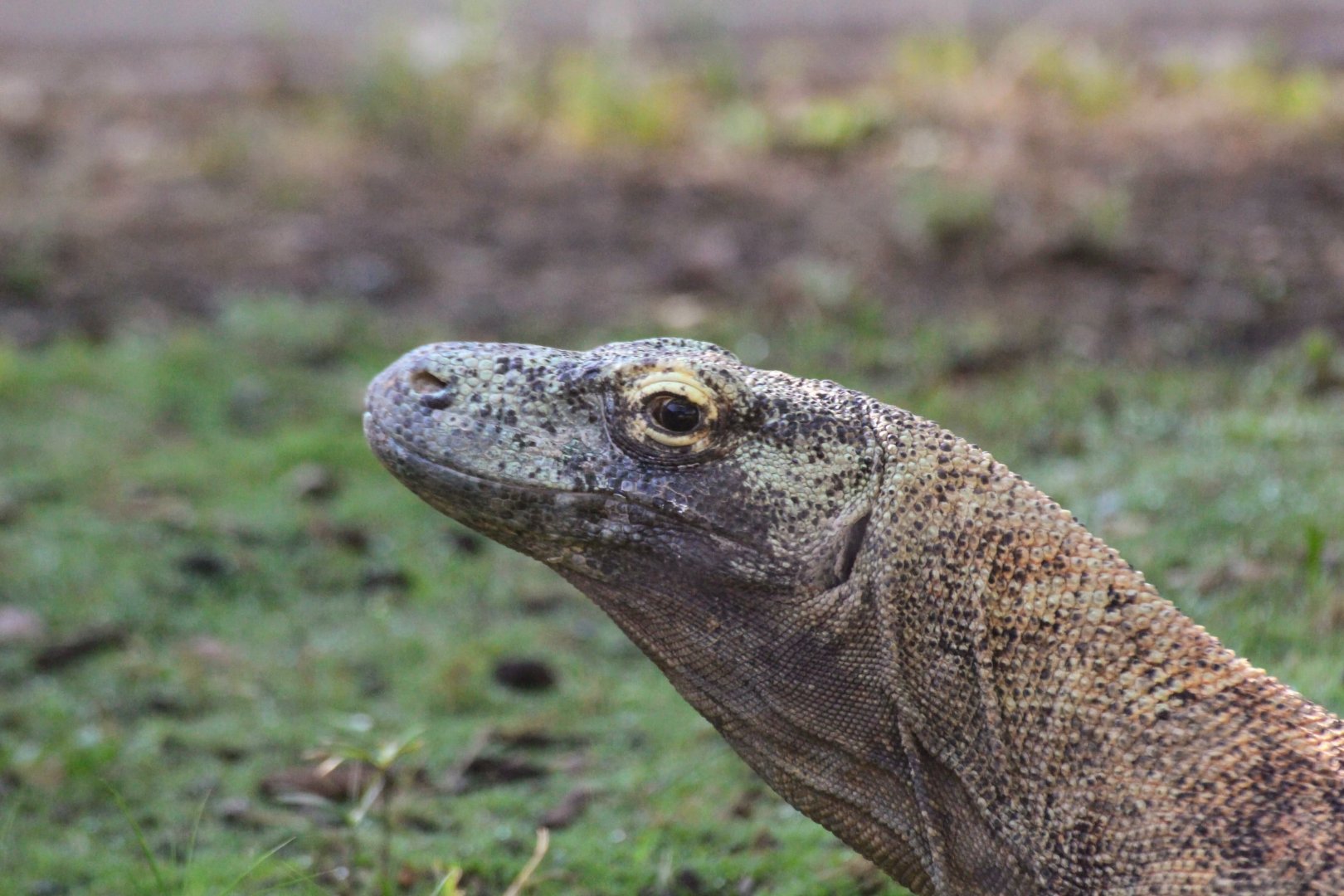 Komodo Dragon
