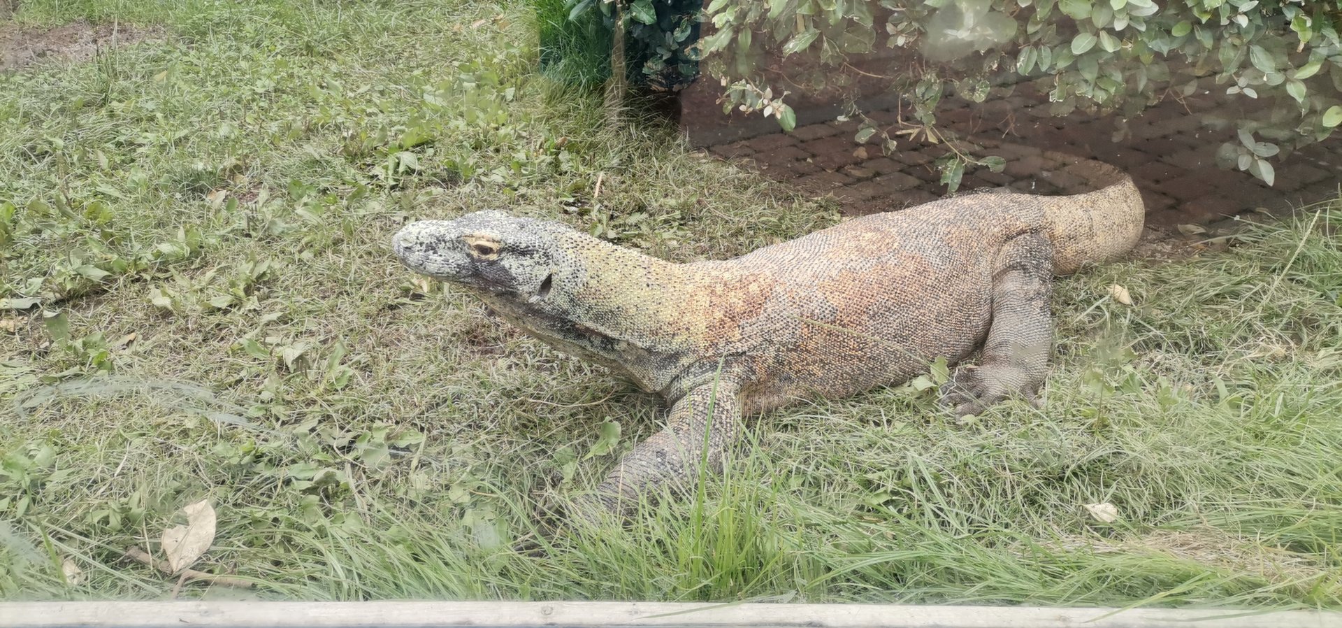 Komodo Dragon