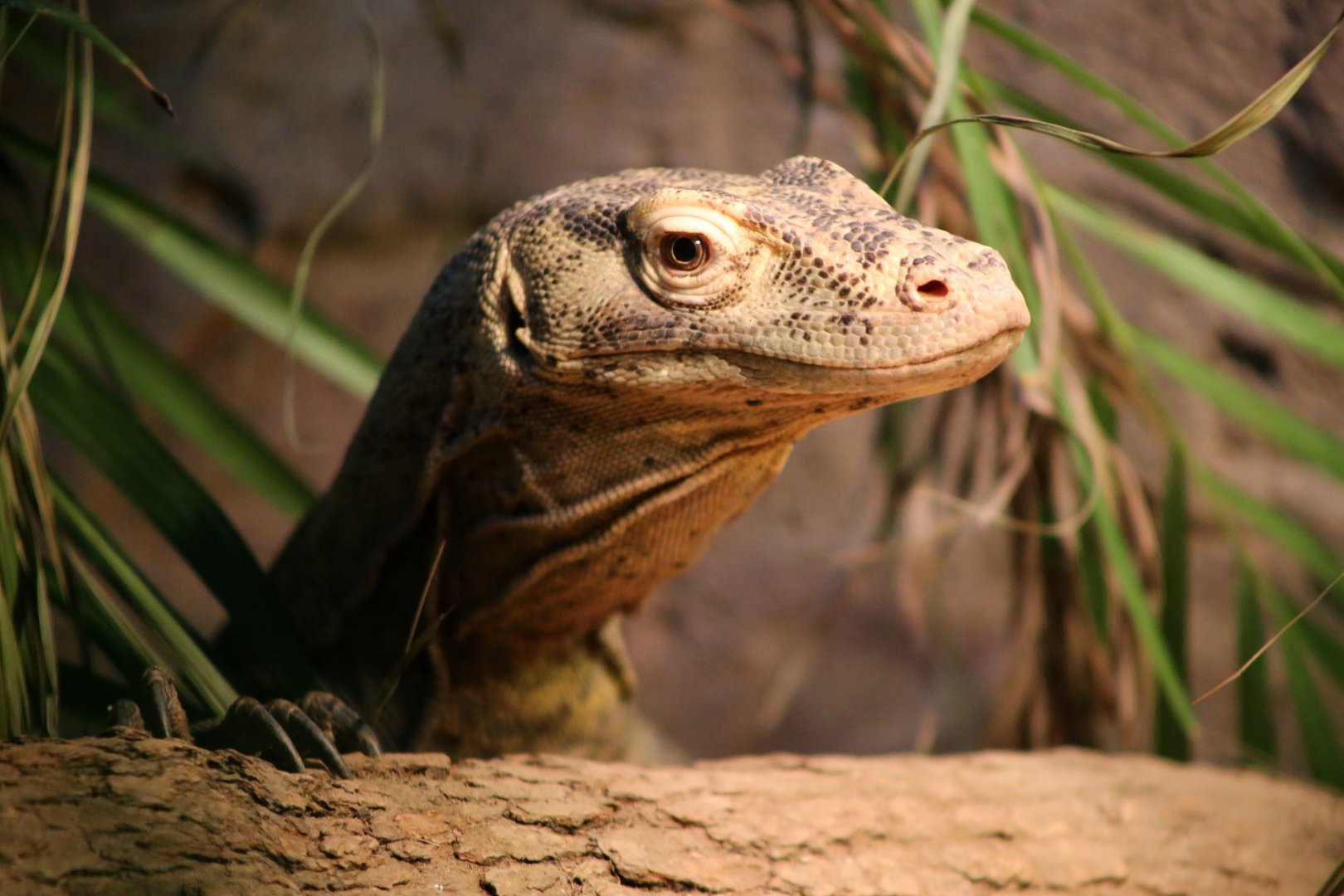 Komodo Dragon