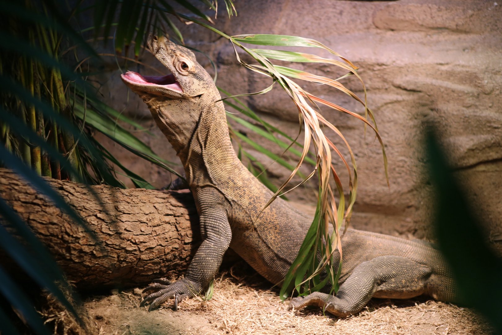 Komodo Dragon