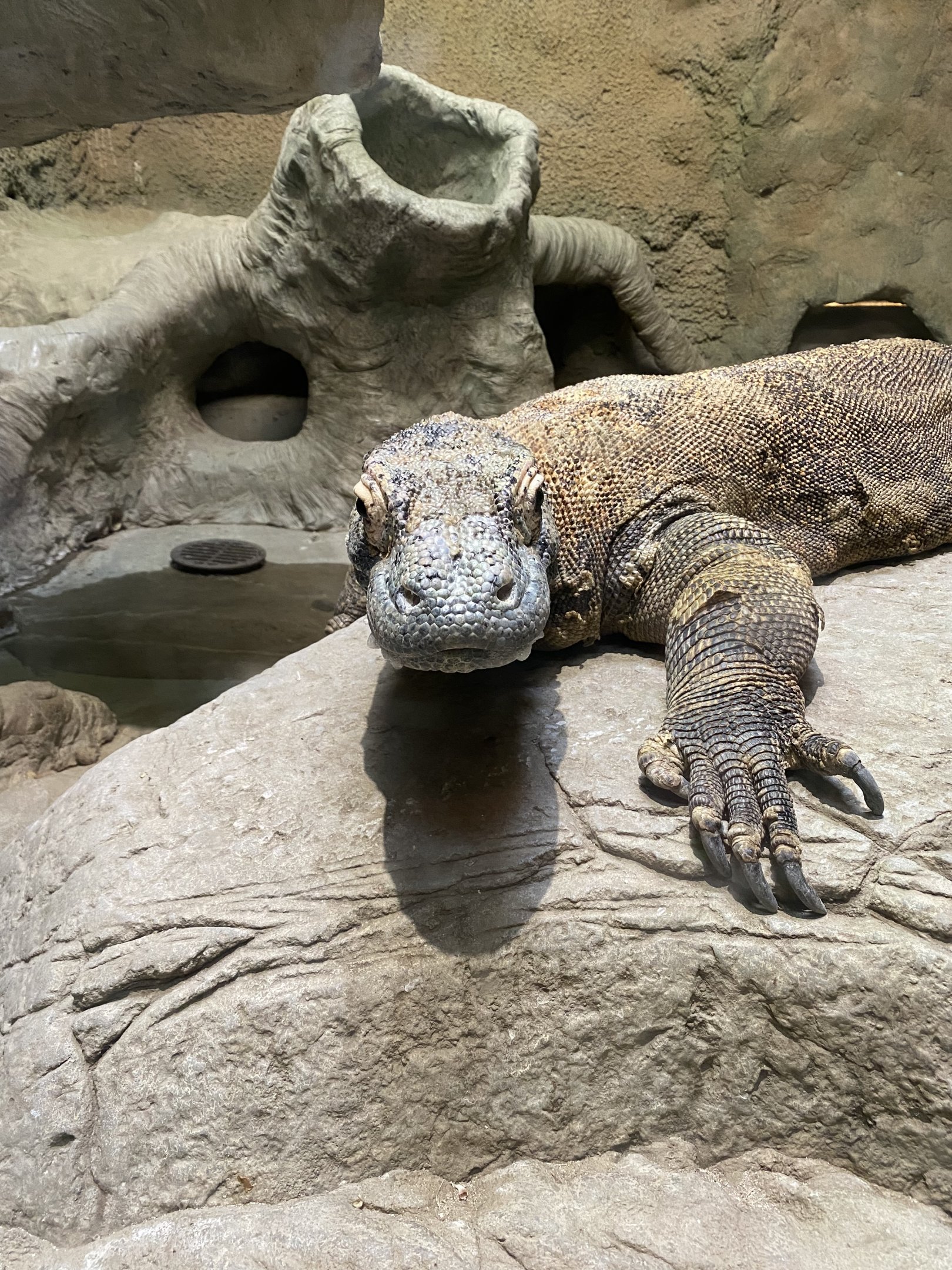 Komodo Dragon