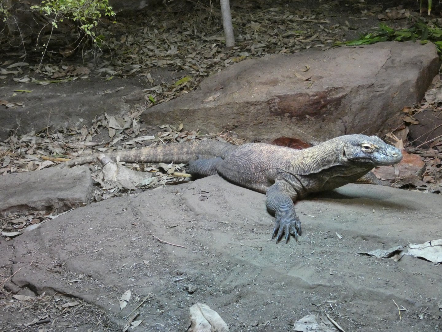 Komodo dragon