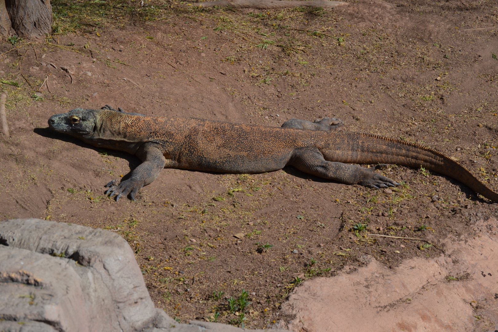 Komodo Dragon