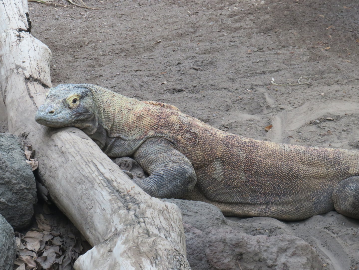 Komodo dragon