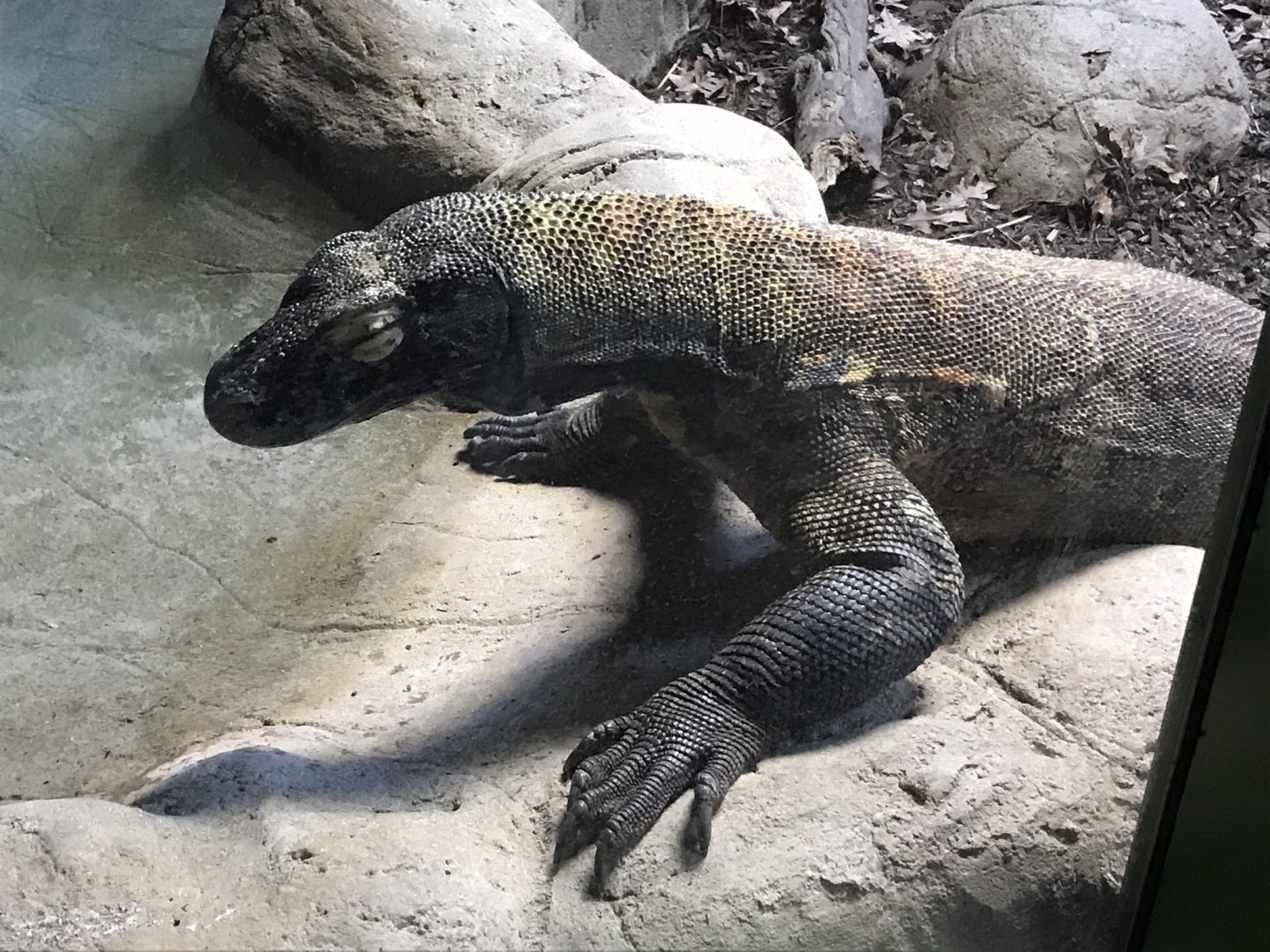 Komodo Dragon