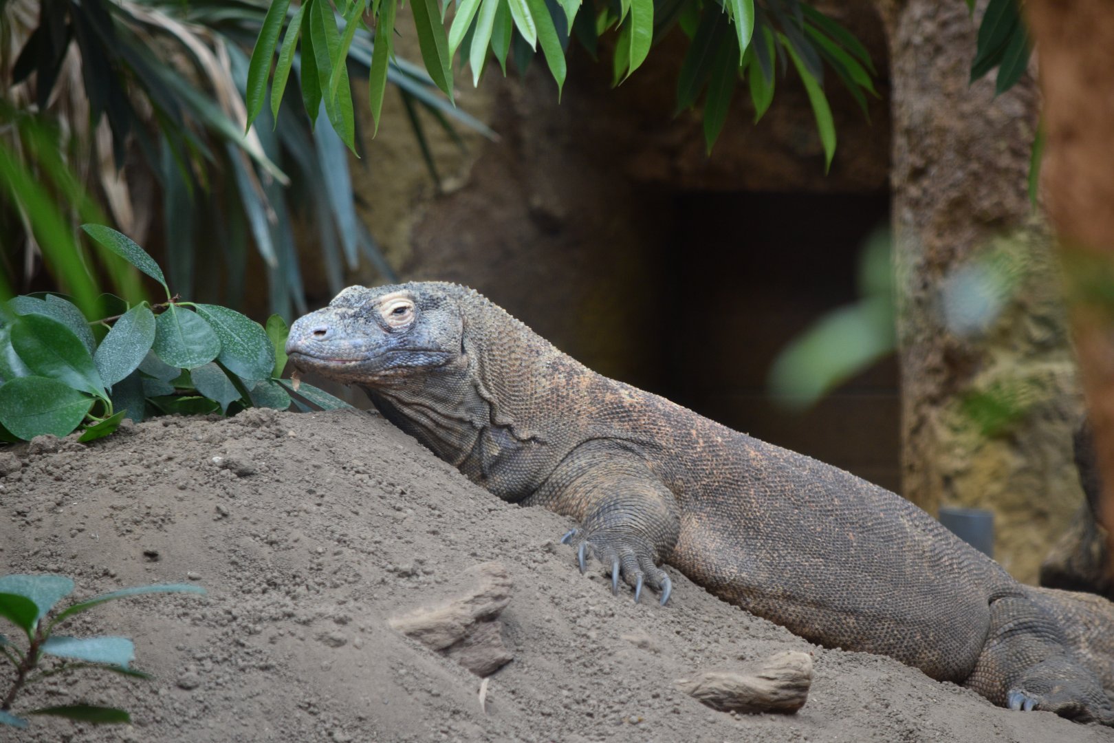 Komodo dragon