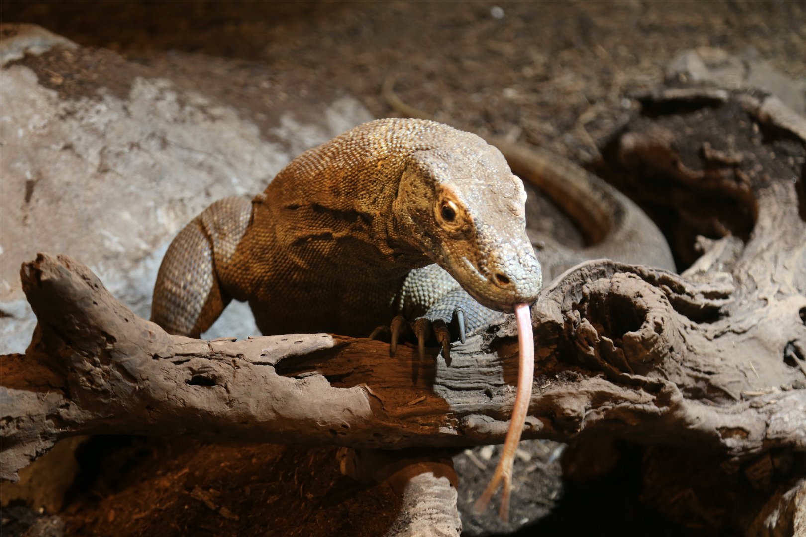 Komodo Dragon