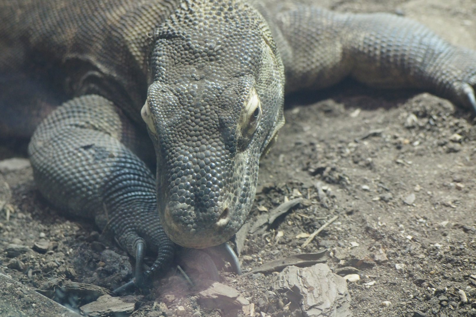 Komodo dragon