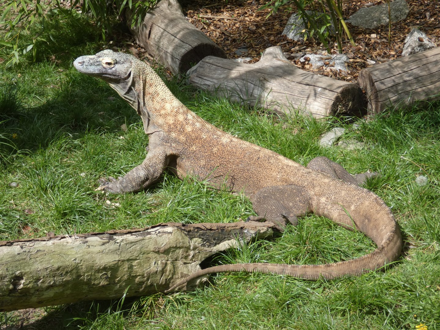 Komodo dragon