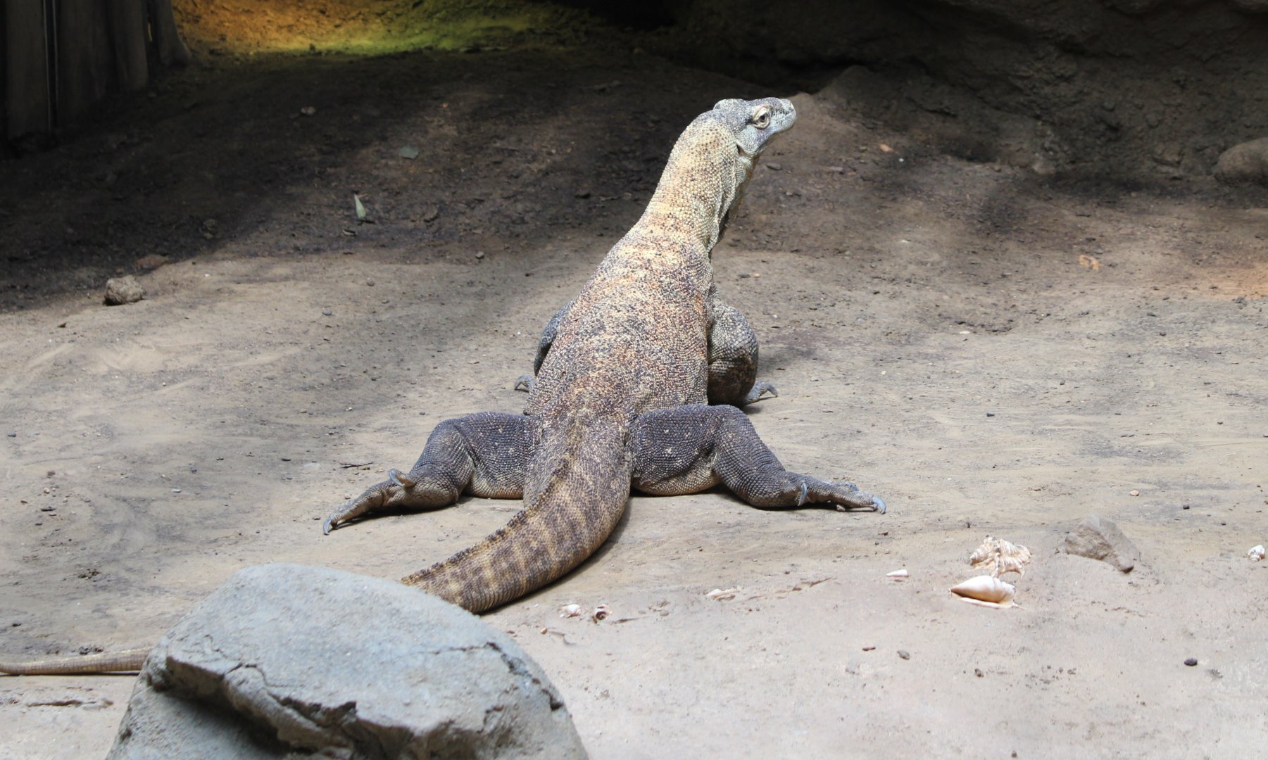 Komodo dragon