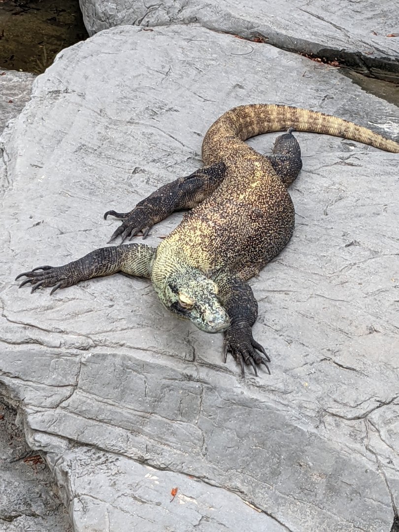 Komodo dragon