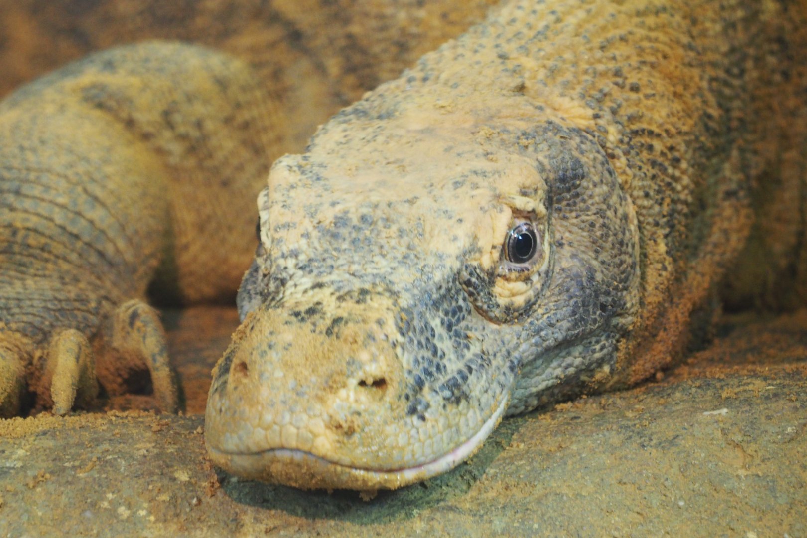 Komodo dragon