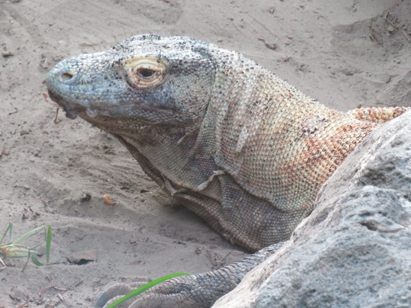 Komodo dragon