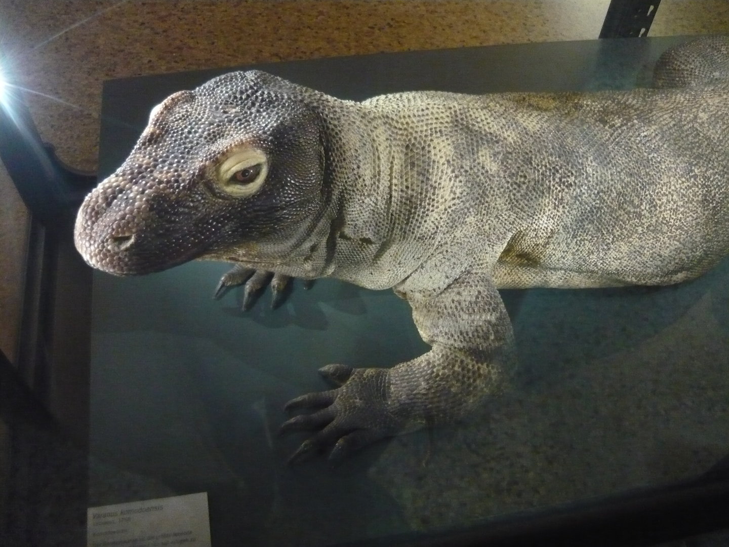 Komodo dragon