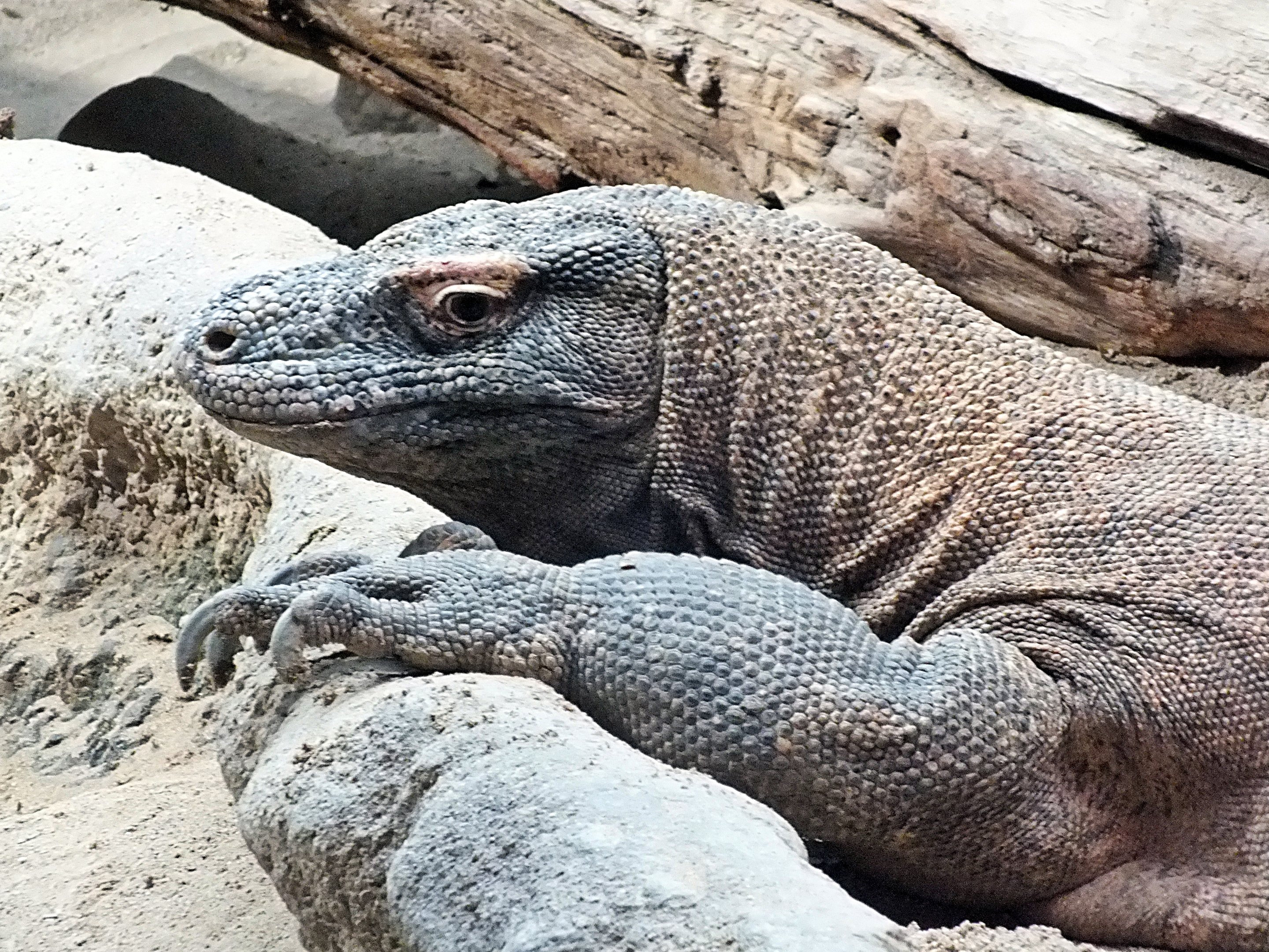 Komodo dragon