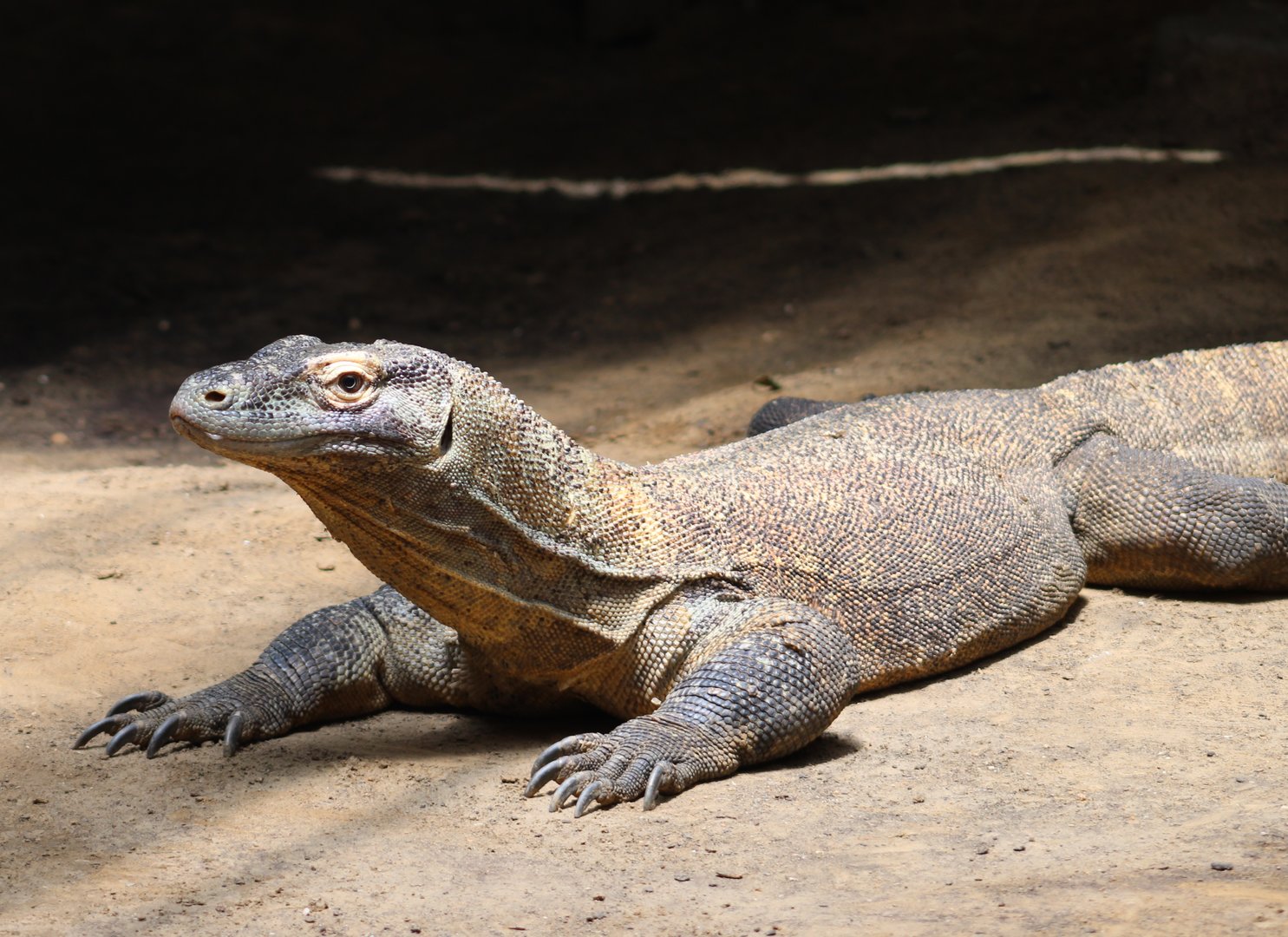 Komodo dragon
