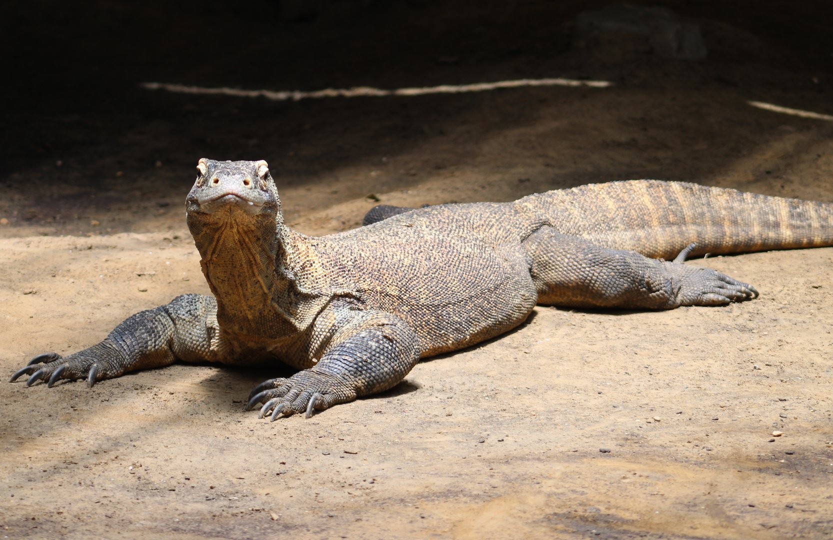 Komodo dragon
