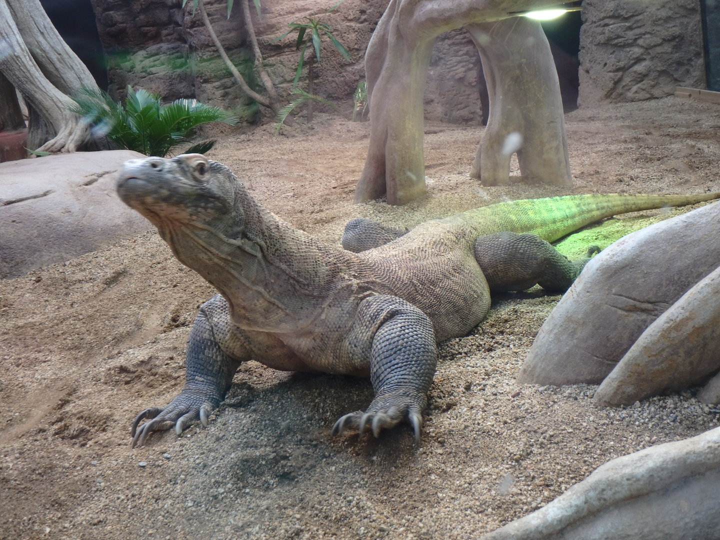 Komodo dragon