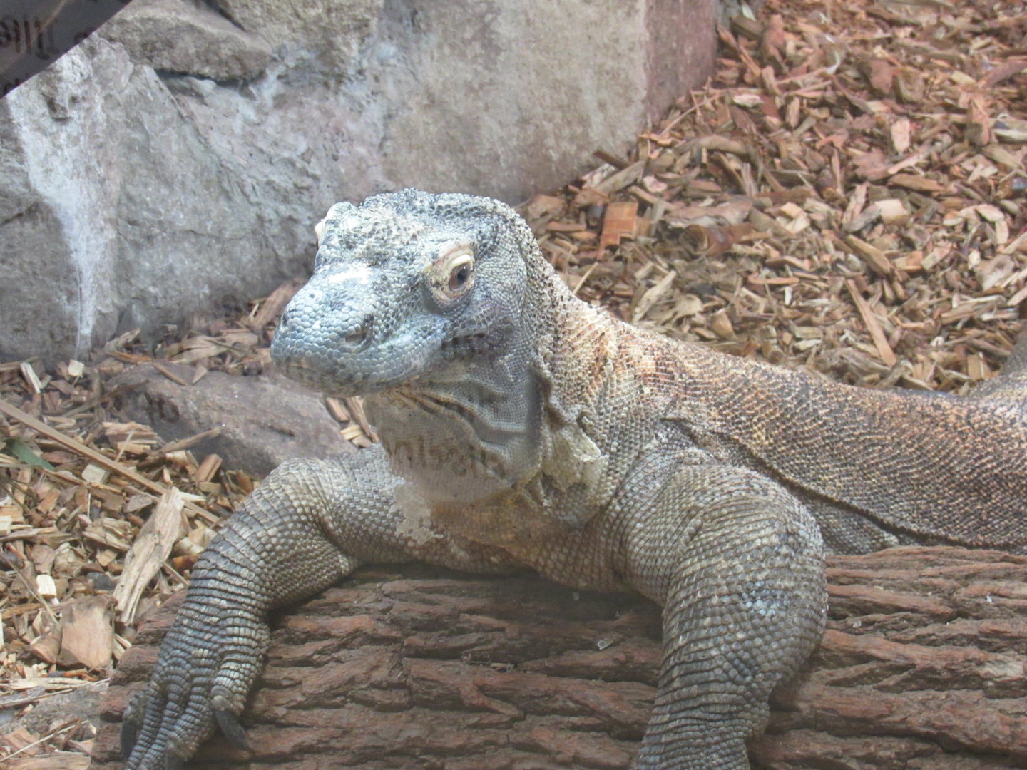Komodo Dragon