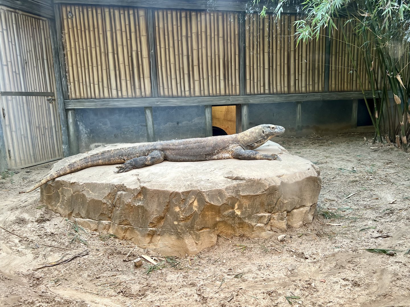 Komodo Dragon