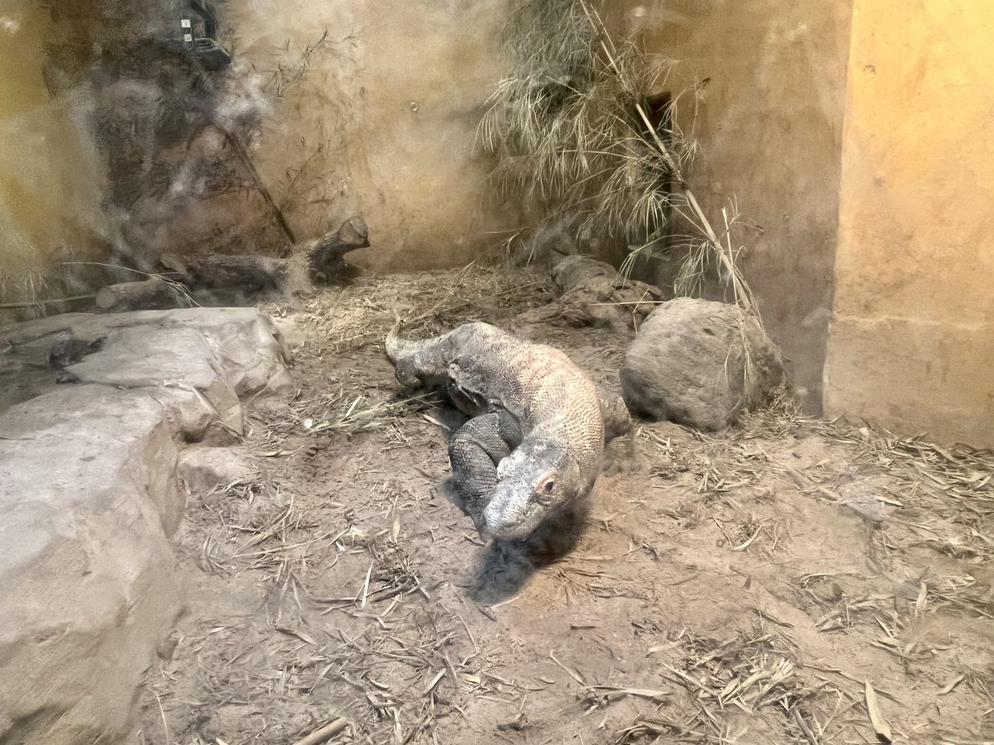 Komodo Dragon