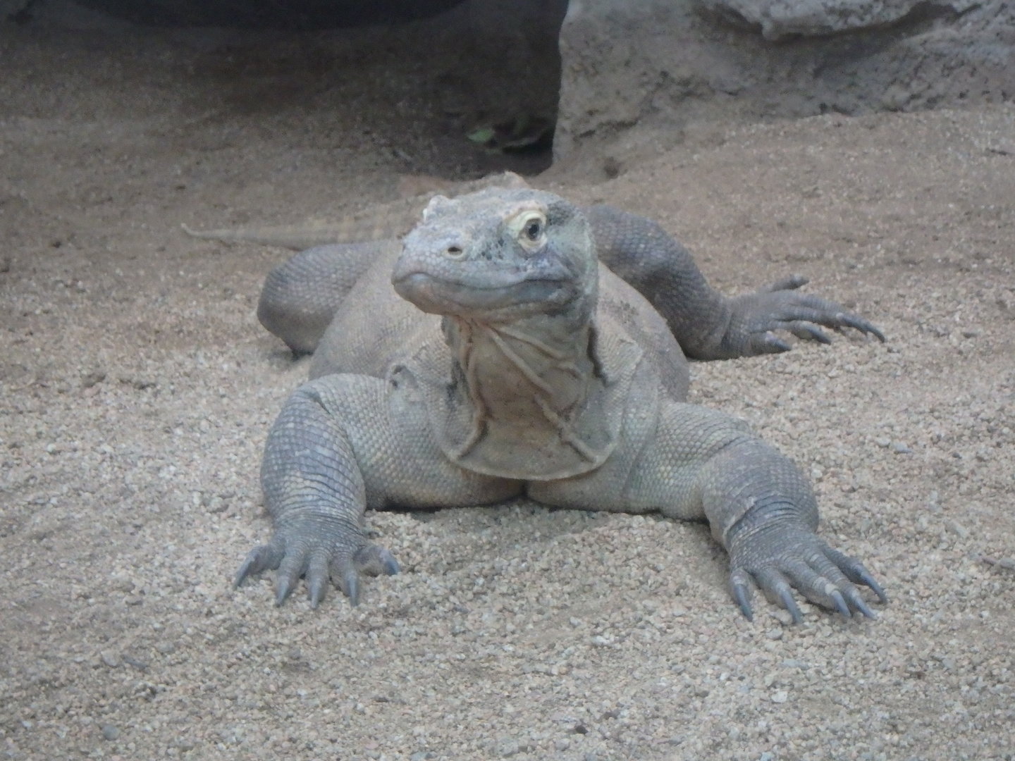 Komodo dragon