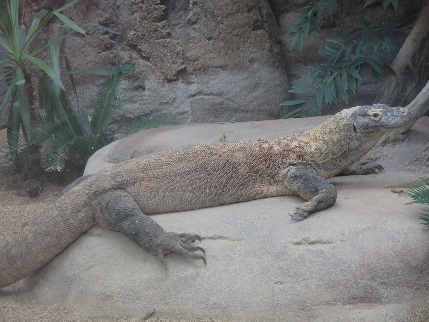 Komodo dragon