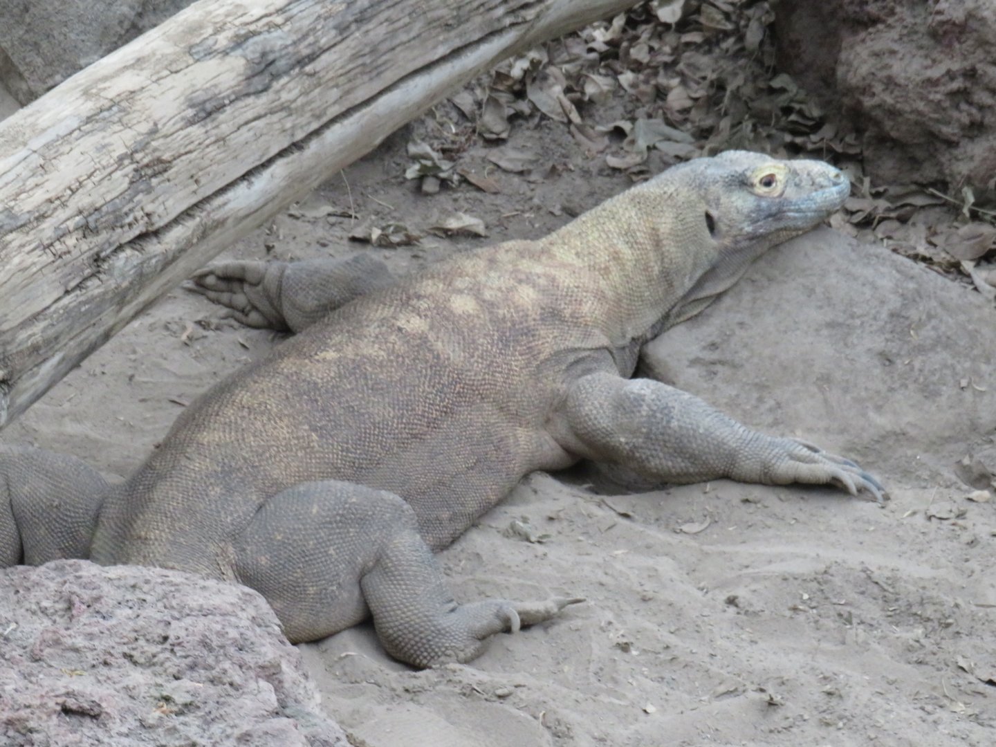 Komodo dragon