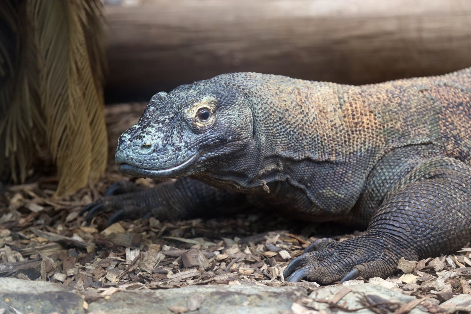Komodo Dragon