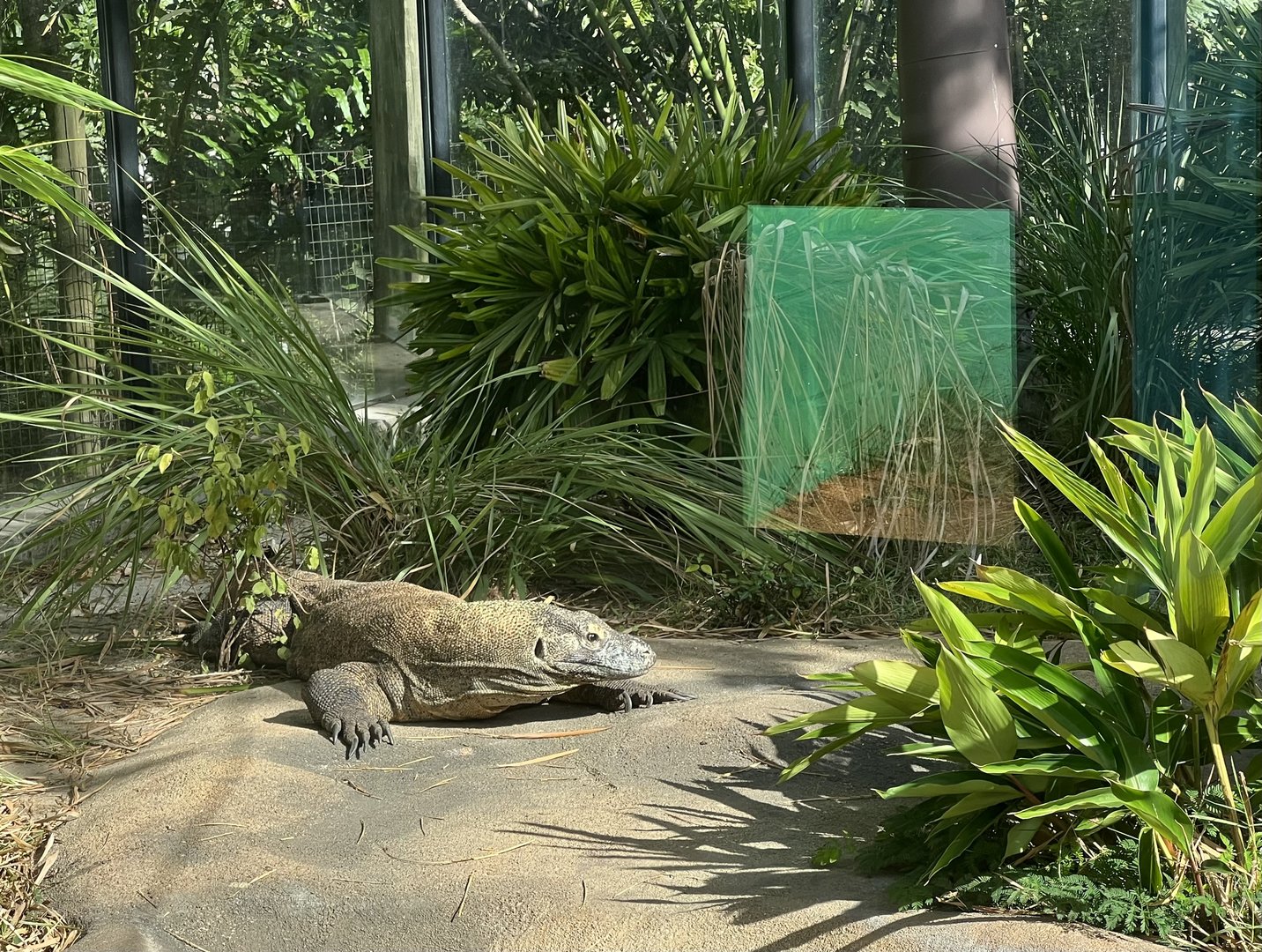 Komodo Dragon