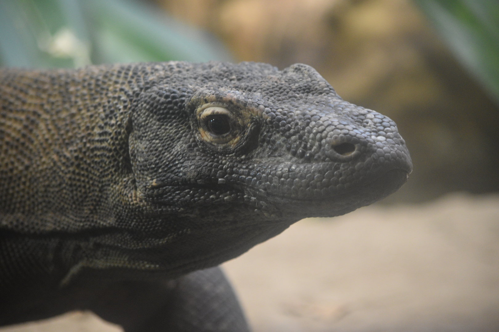 Komodo dragon