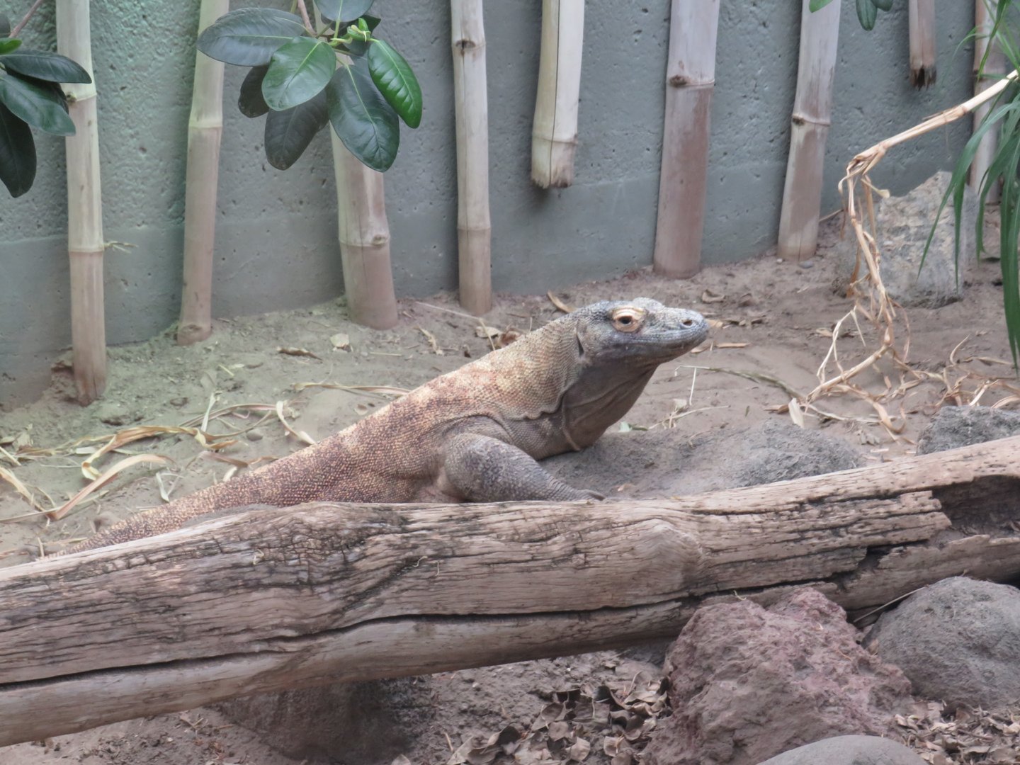 Komodo dragon
