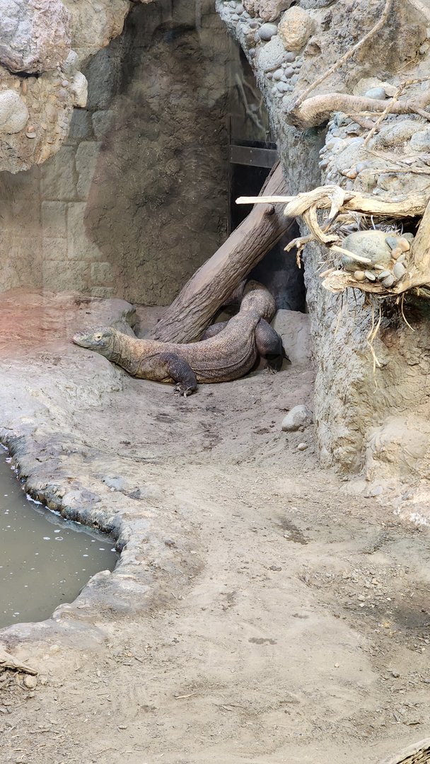 Komodo Dragon