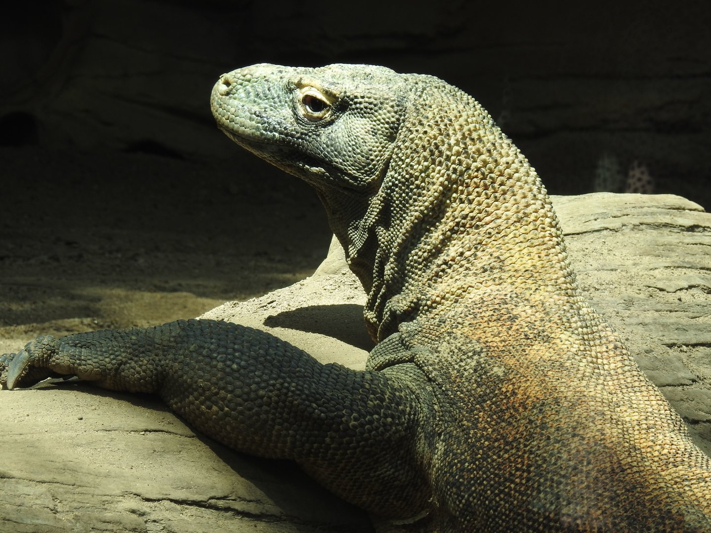 Komodo Dragon