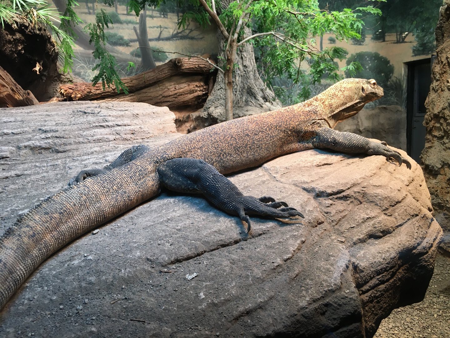 Komodo Dragon