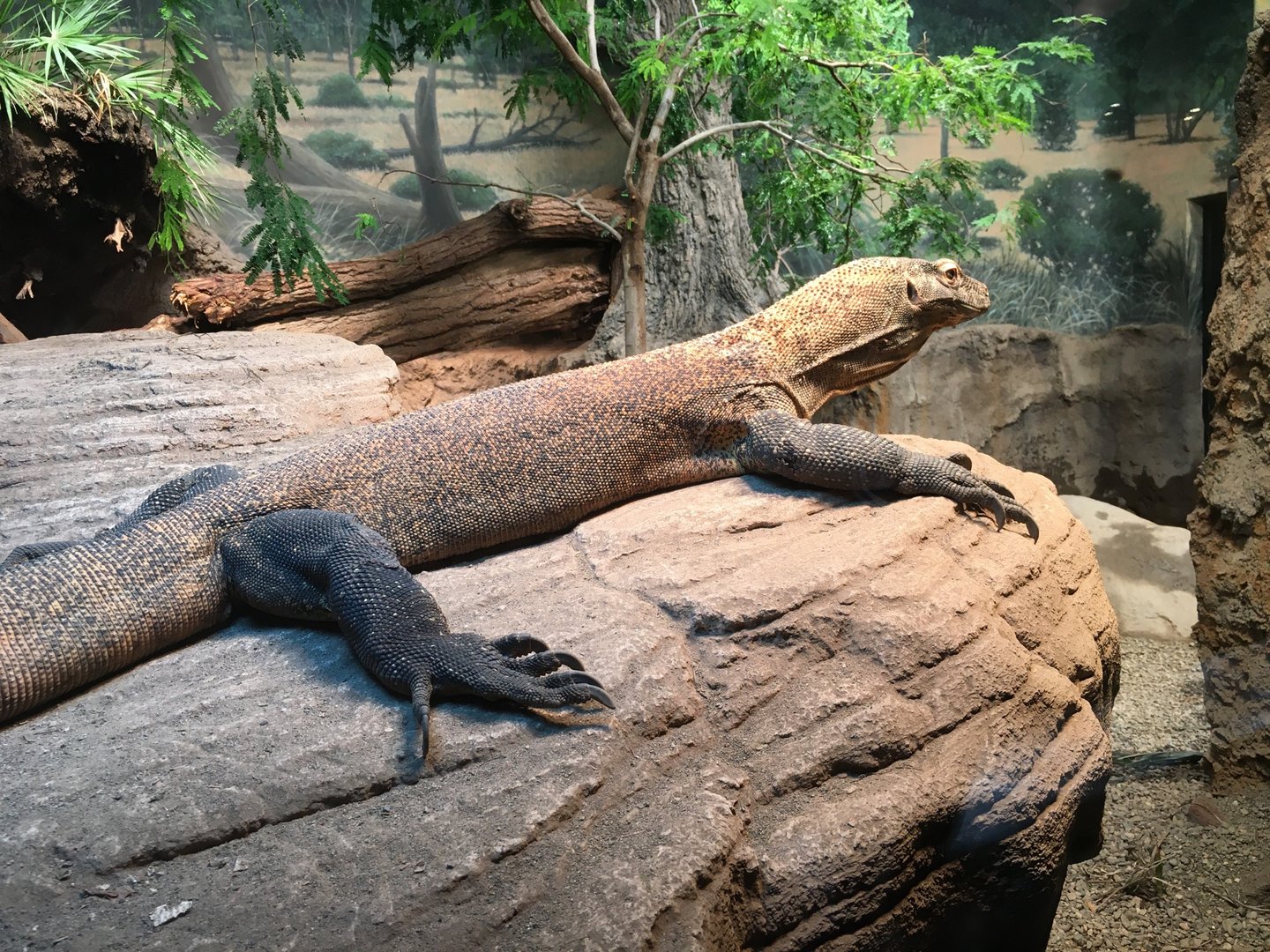 Komodo Dragon