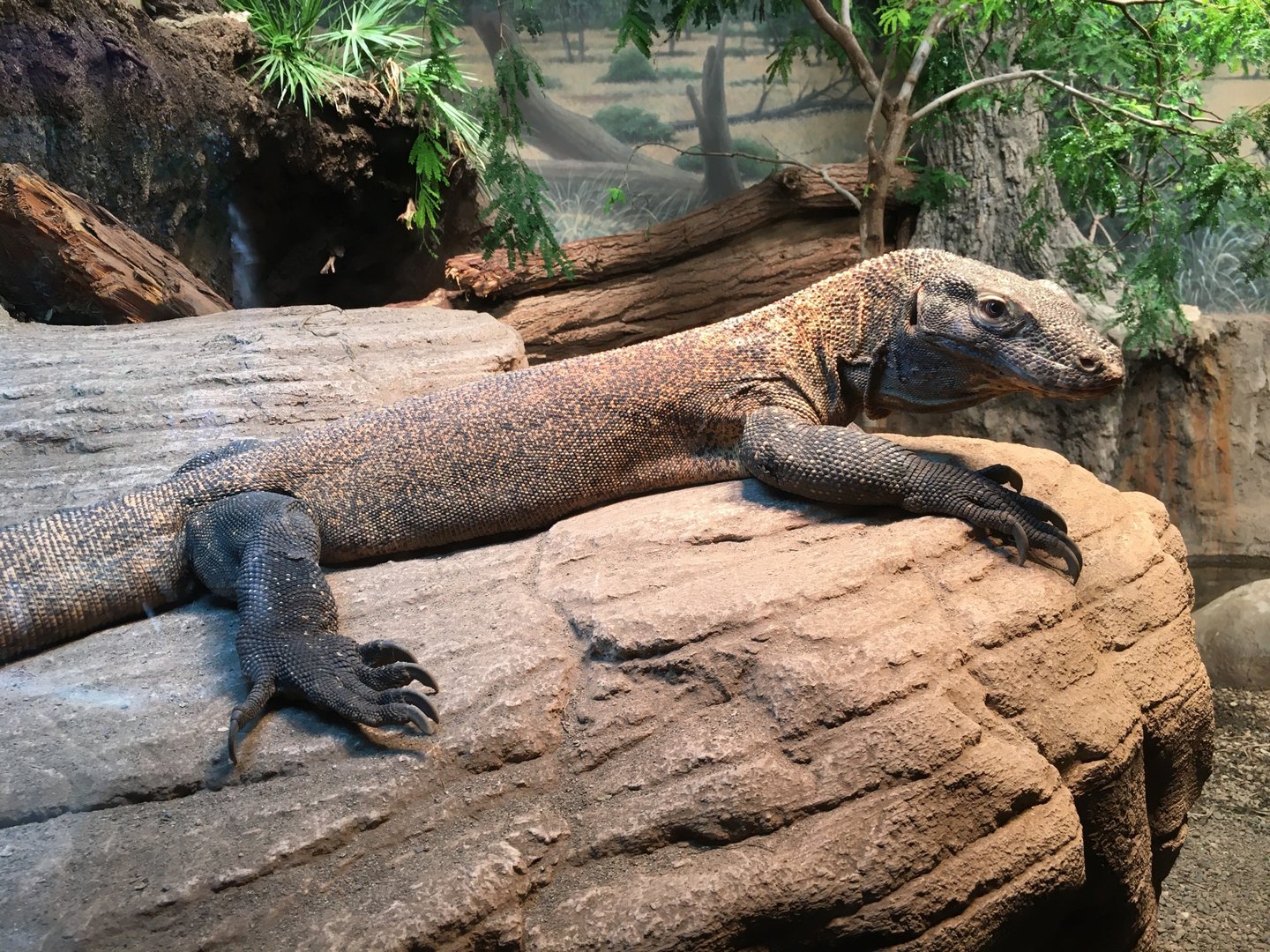Komodo Dragon
