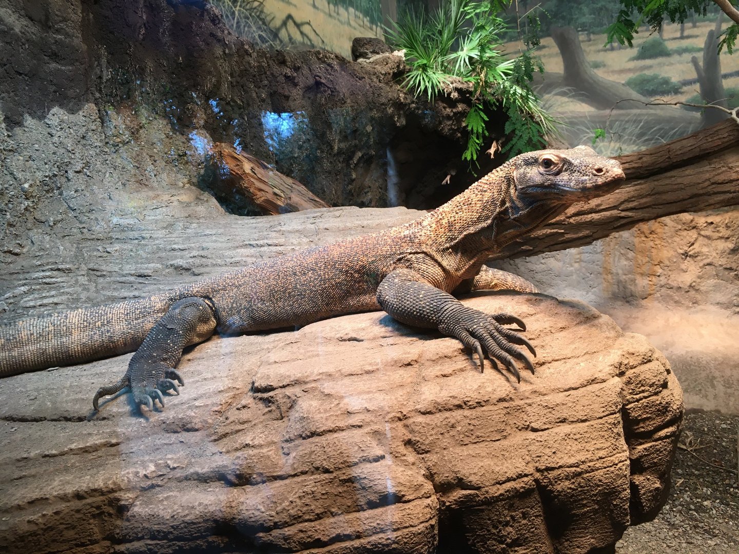 Komodo Dragon