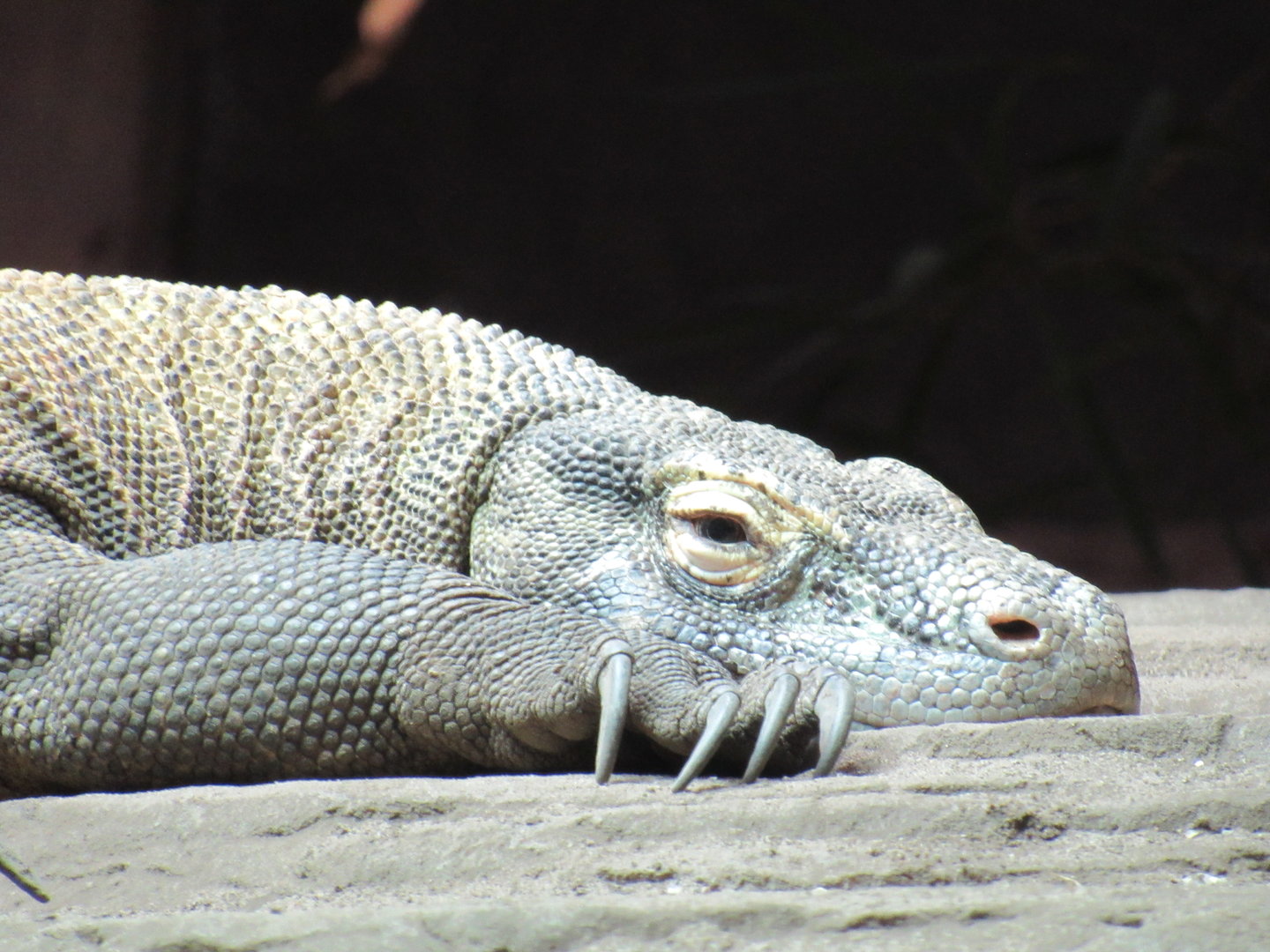 Komodo Dragon