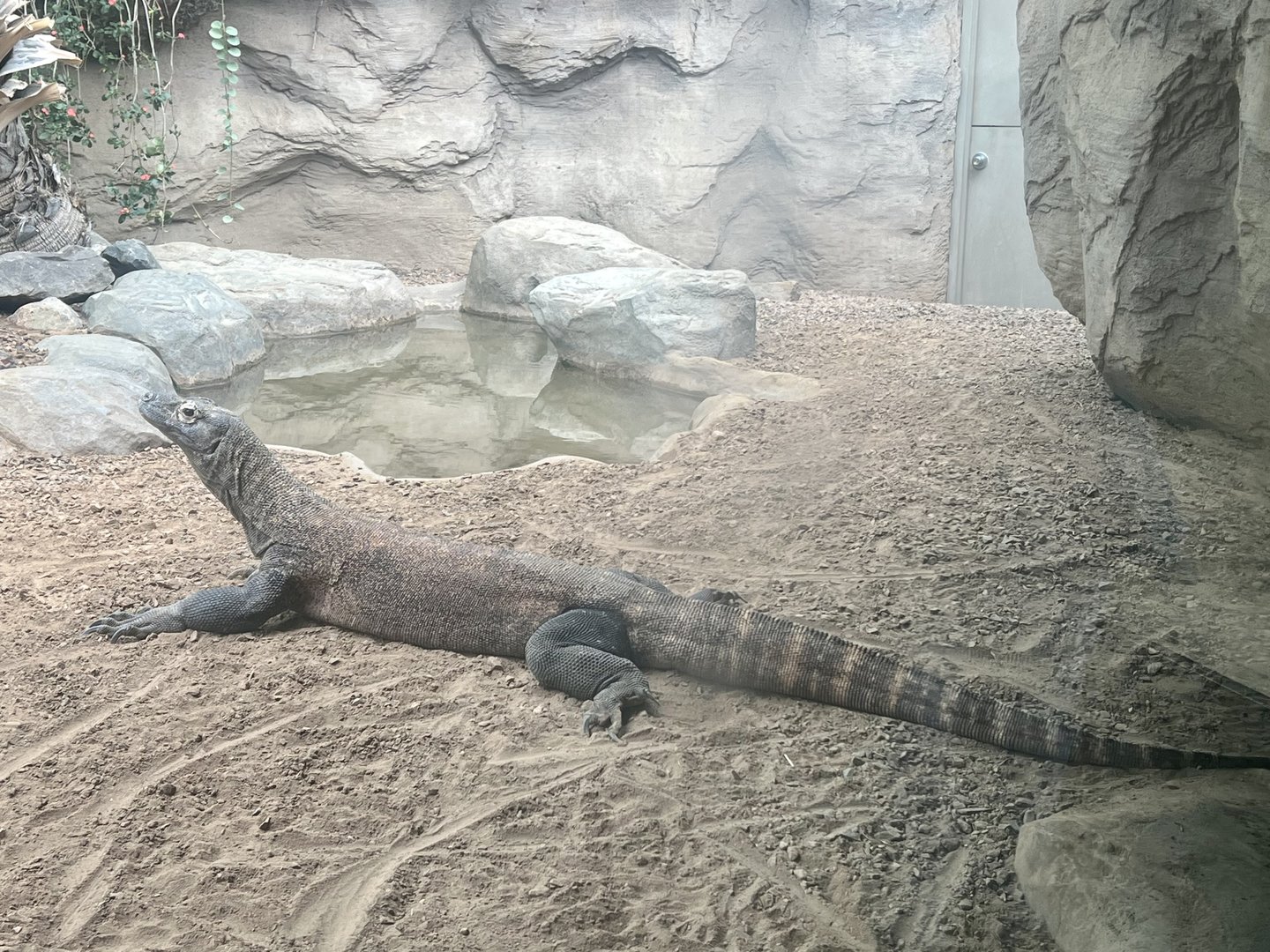 Komodo Dragon