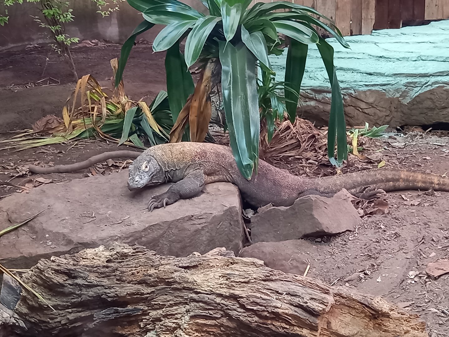 Komodo Dragon